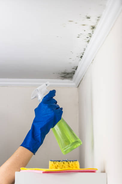 Best Post-Flood Mold Remediation in Hillsboro Beach, FL